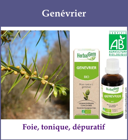 Gemmo genevrier