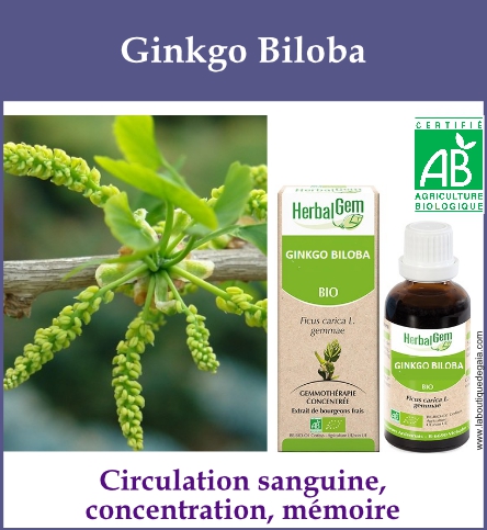 Gemmo ginkgo