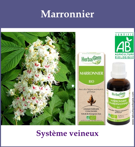 Gemmo marronnier