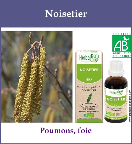 Gemmo noisetier