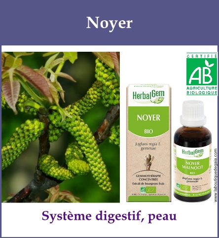 Gemmo noyer