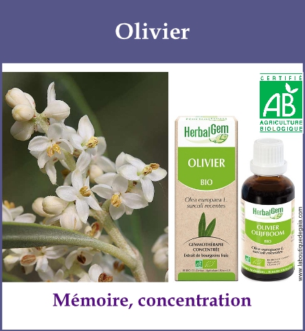 Gemmo olivier