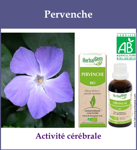 Gemmo pervenche