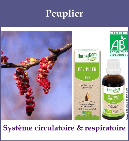 Gemmo peuplier