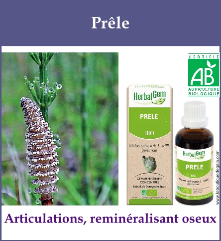 Gemmo prele