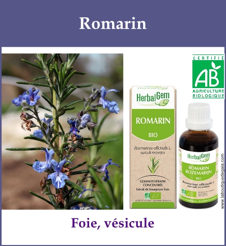 Gemmo romarin