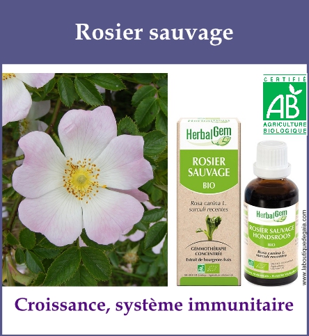 Gemmo rosier
