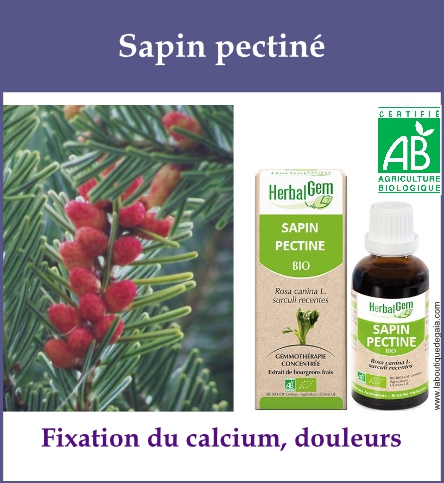 Gemmo sapin