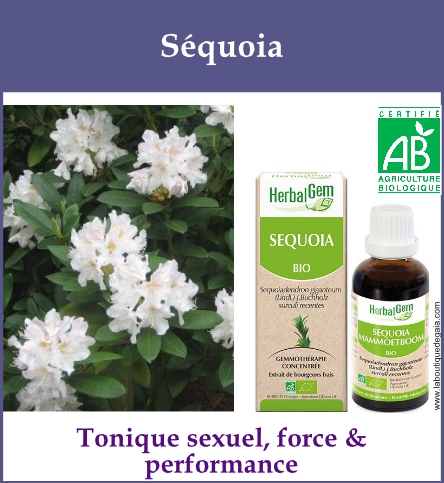 Gemmo sequoia