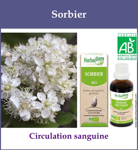Gemmo sorbier