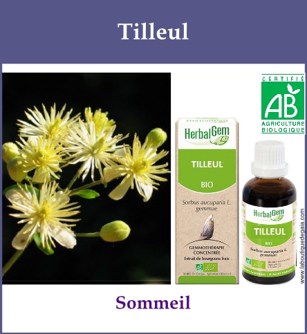 Gemmo tilleul