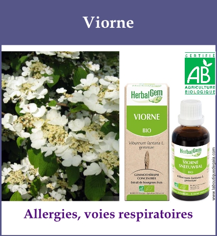 Gemmo viorne