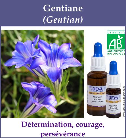 Gentiane 4
