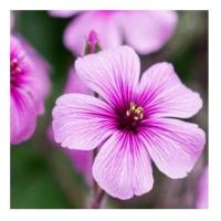 Geranium 1