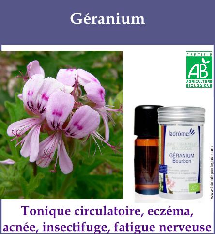 Geranium