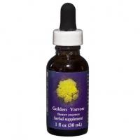 Golden yarrow 2