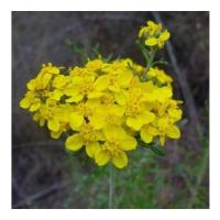 Golden yarrow 4