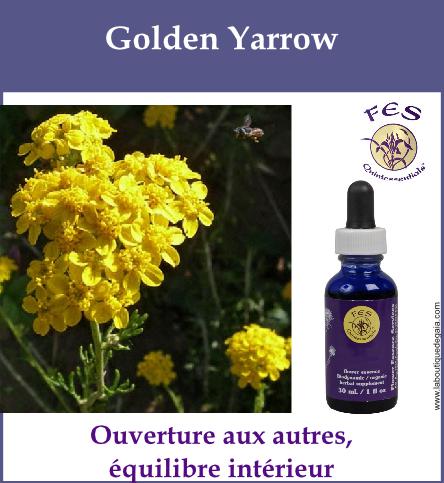 Golden yarrow