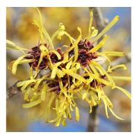 Hamamelis 2