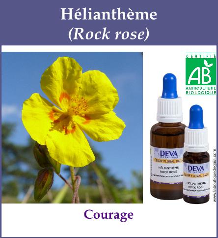 Heliantheme 4