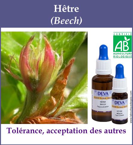 Hetre 4