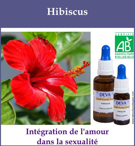 Hibiscus 2