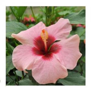 Hibiscus