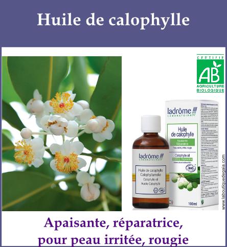 Huile calophylle