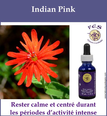 Indian pink