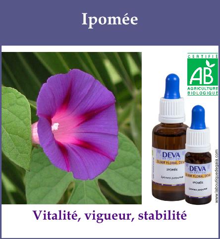 Ipomee 2