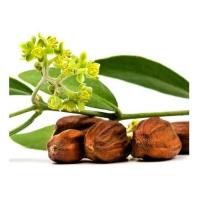 Jojoba 1