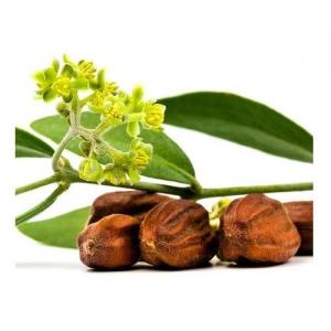 Jojoba 1
