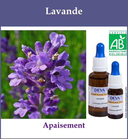 Lavande 2