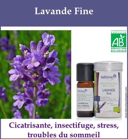 Lavande fine