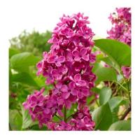 Lilas 4