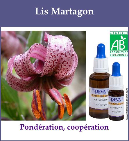 Lis martagon 2