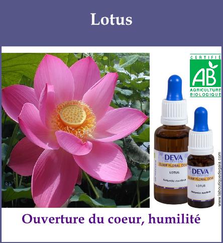 Lotus 2