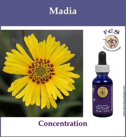 Madia