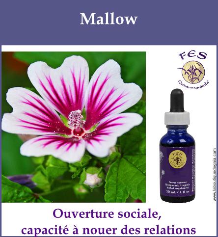 Mallow