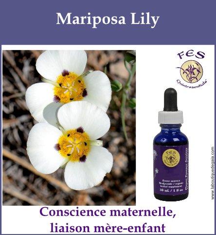 Mariposa lily 1