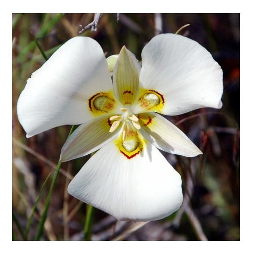 Mariposa lily 4