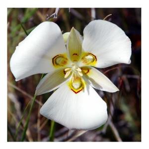 Mariposa Lily