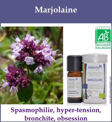 Marjolaine
