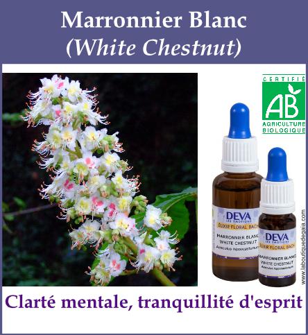 Marronnier blanc 4