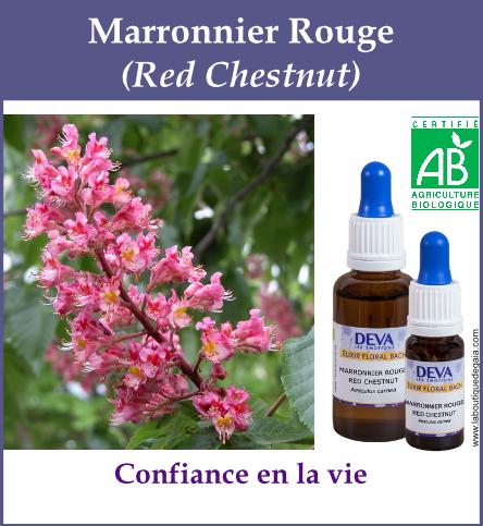 Marronnier rouge 4