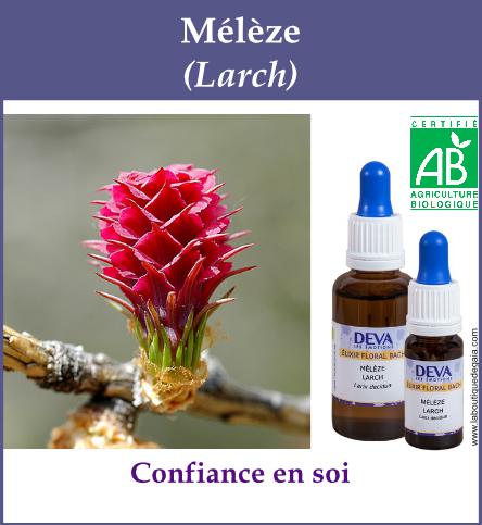 Meleze 4