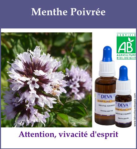 Menthe poivree 2