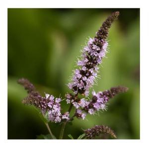 Menthe poivree 4