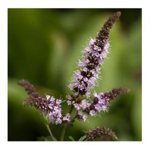 Eau de Menthe poivrée bio