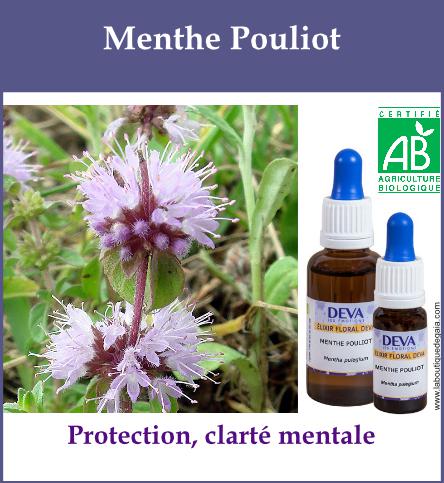 Menthe pouliot 2